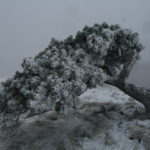 Arbre couché par le vent sur le Crêt de la Neige.