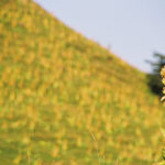 Another remarkable flower, with magical properties ... the yellow gentian from Jura