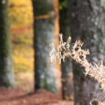 Les couleurs du Massif Central en automne