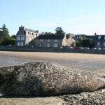 Un phoque pas du tout farouche sur une plage de Bretagne