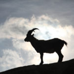 An ibex near White Lake, in the Mont Blanc Massif