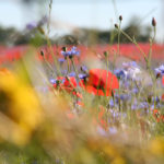 From 1000 cows to 1000 flowers