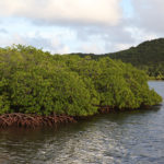 A mangrove swamp