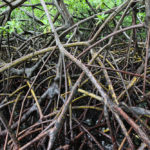 Les étonnants entrelacement des mangroves