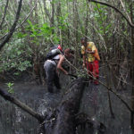 A la recherche d'une mangrove disparue